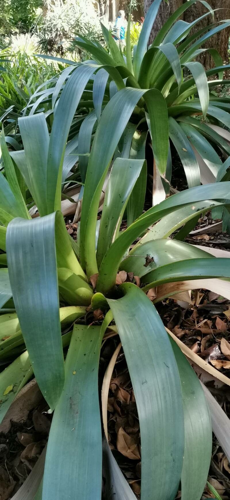 Billbergia rosea habit