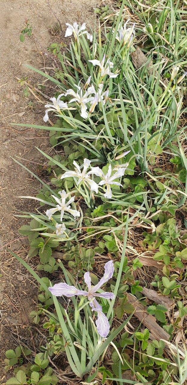 Iris tenuissima — houseplant care guide