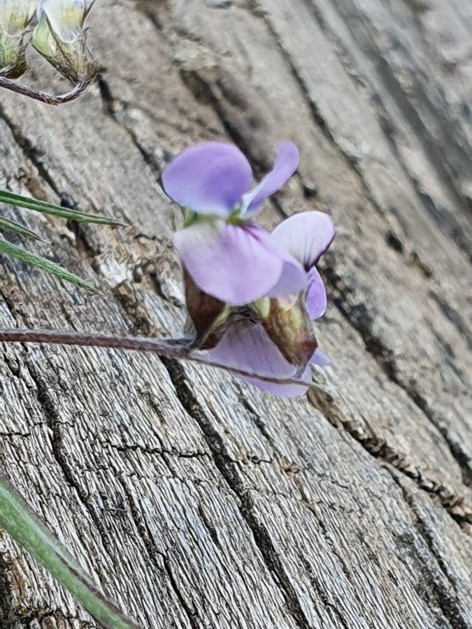 Vicia paucifolia flower