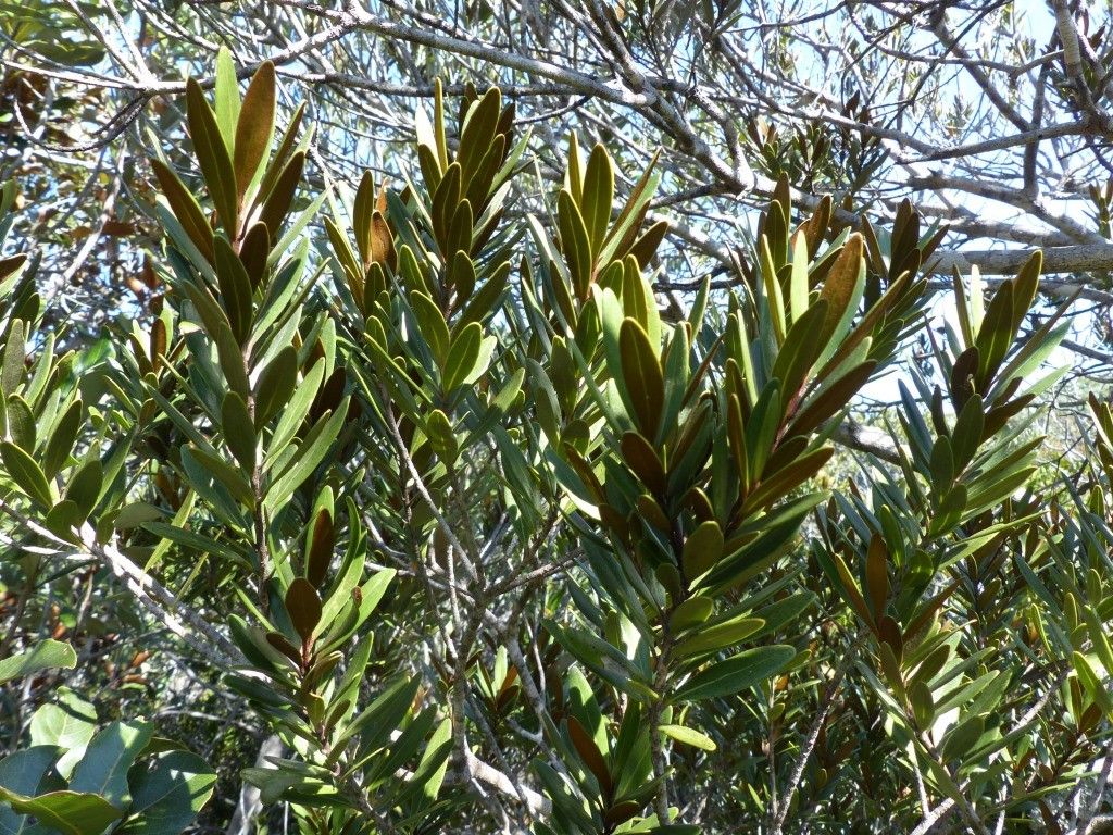 Planchonella leptostylidifolia habit