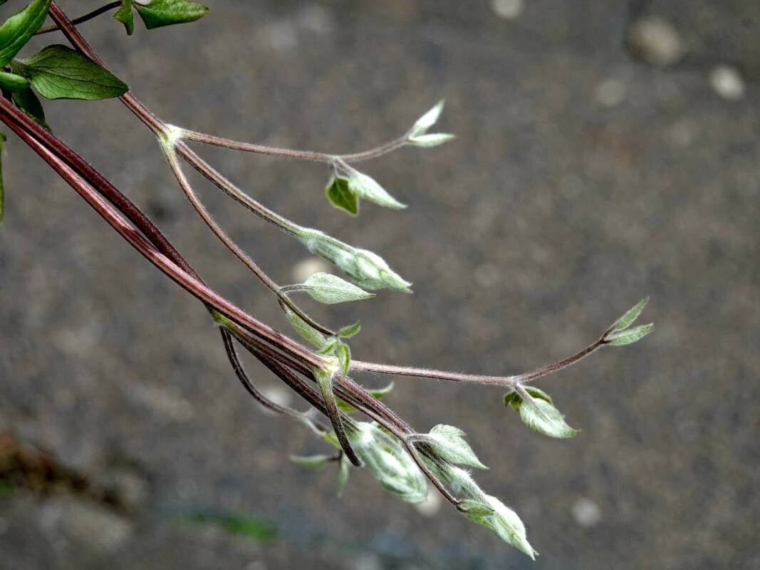 Brickellia coulteri habit