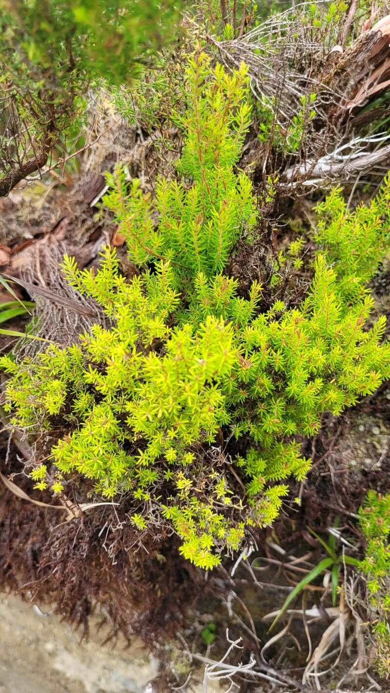 Erica azorica — search result for 'Erica'