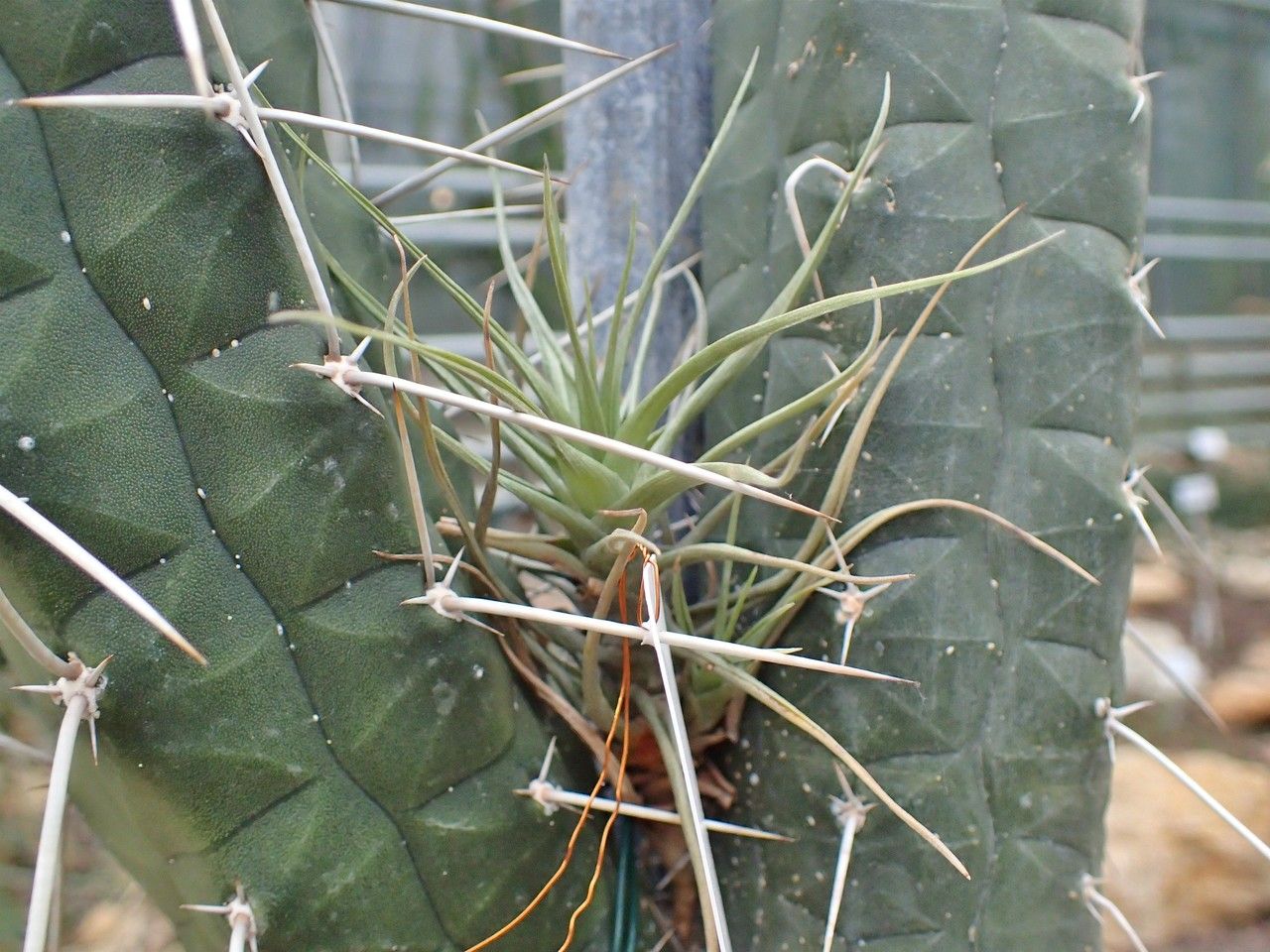 Tillandsia bergeri fruit