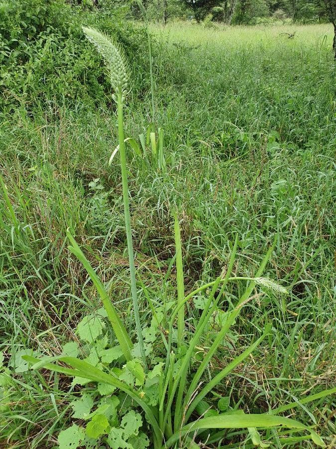 Albuca virens habit