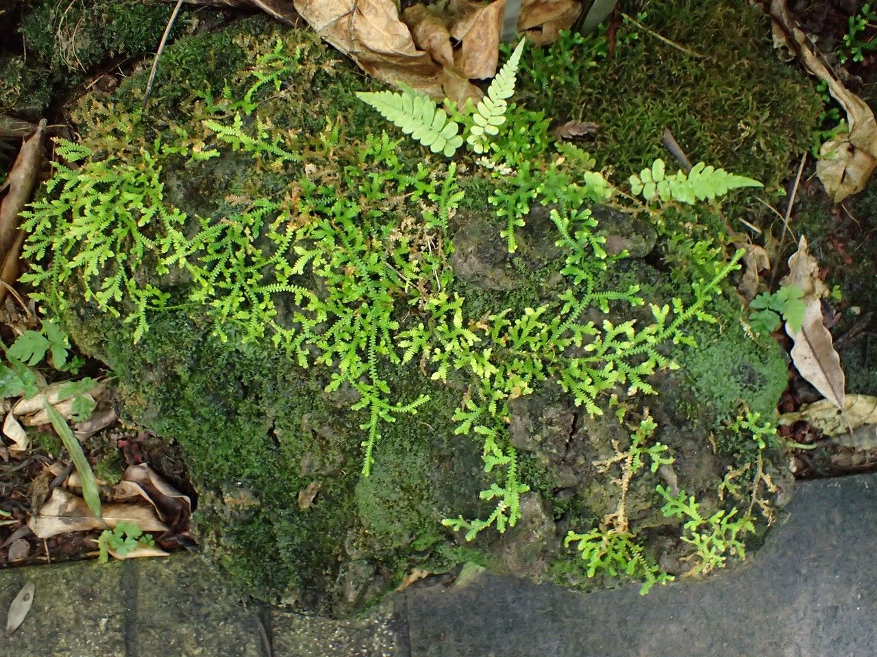 Selaginella obtusa habit