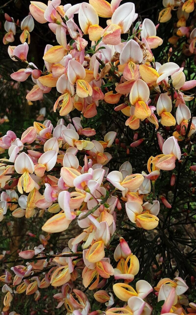 Chamaecytisus purpureus habit