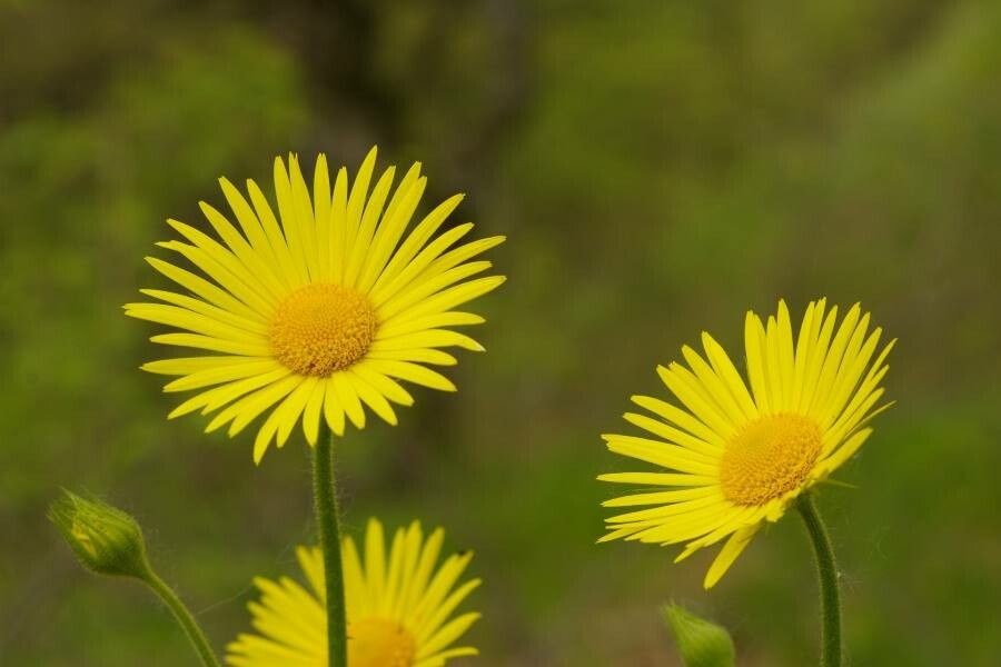 Doronicum hungaricum flower
