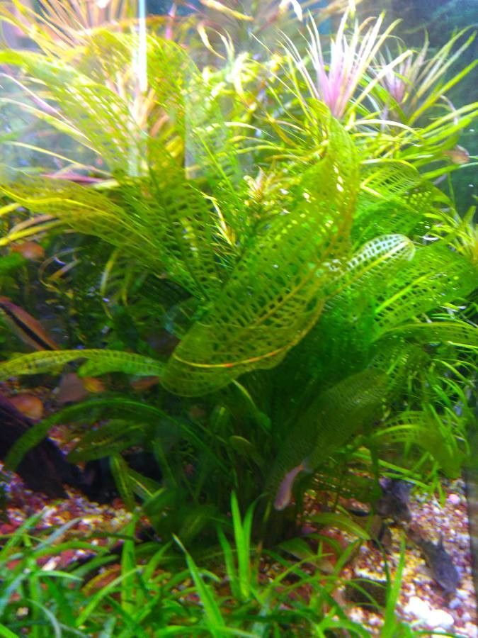 Aponogeton madagascariensis — houseplant care guide