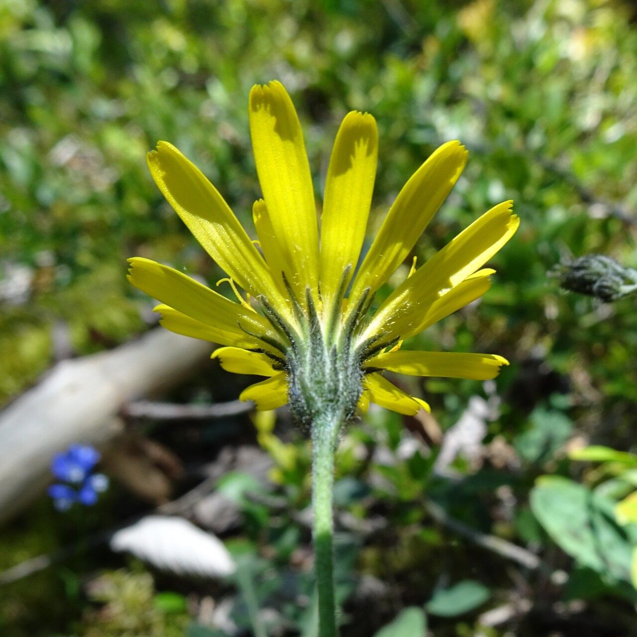 Hieracium maculatum flower
