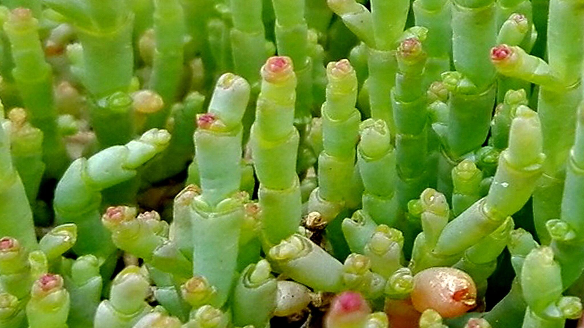 Salicornia natalensis leaf