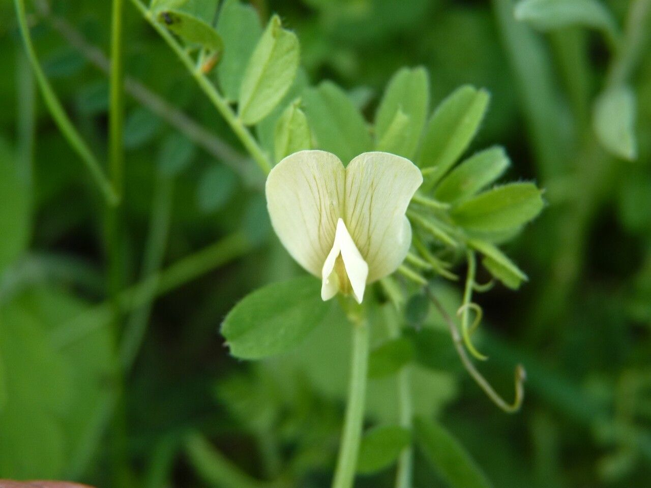 Vicia lutea flower