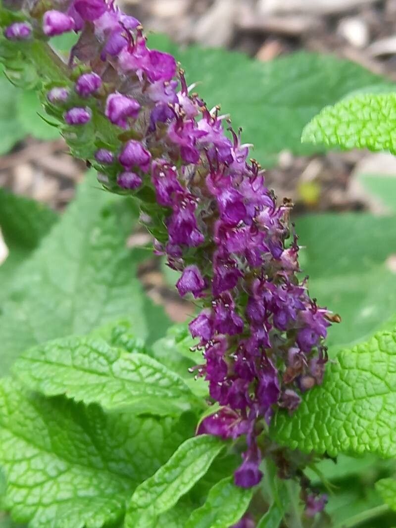 Teucrium halacsyanum flower