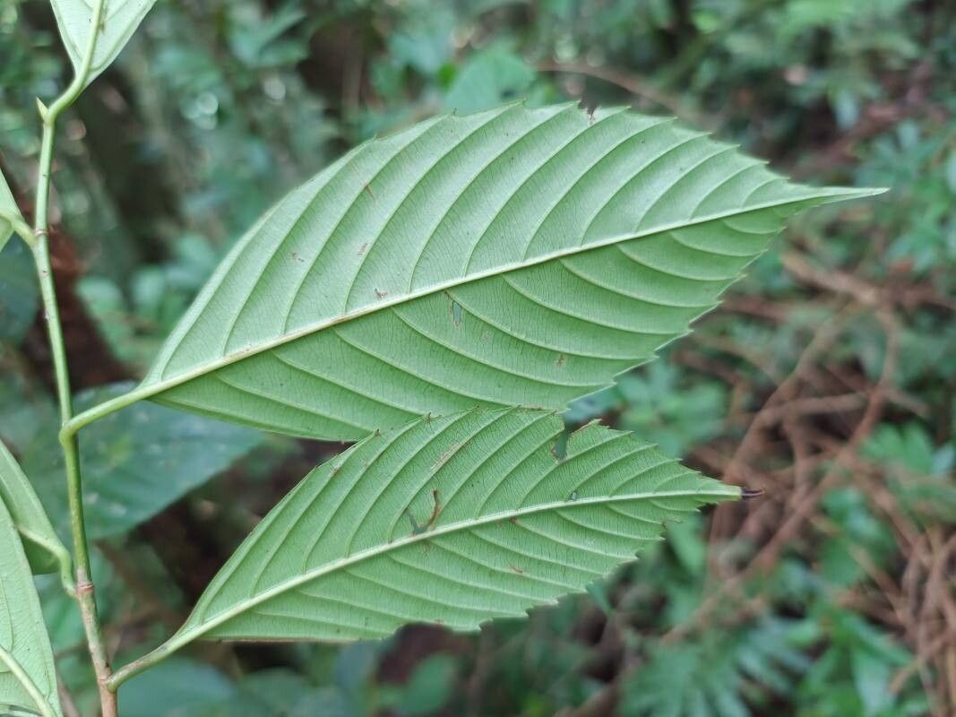 Ticodendron incognitum — search result for 'Betulaceae'