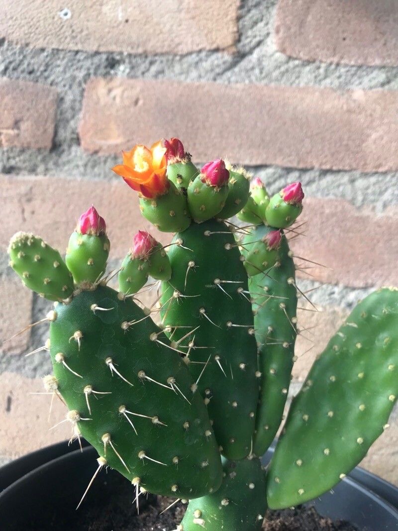 Tacinga palmadora — related species from the same genus