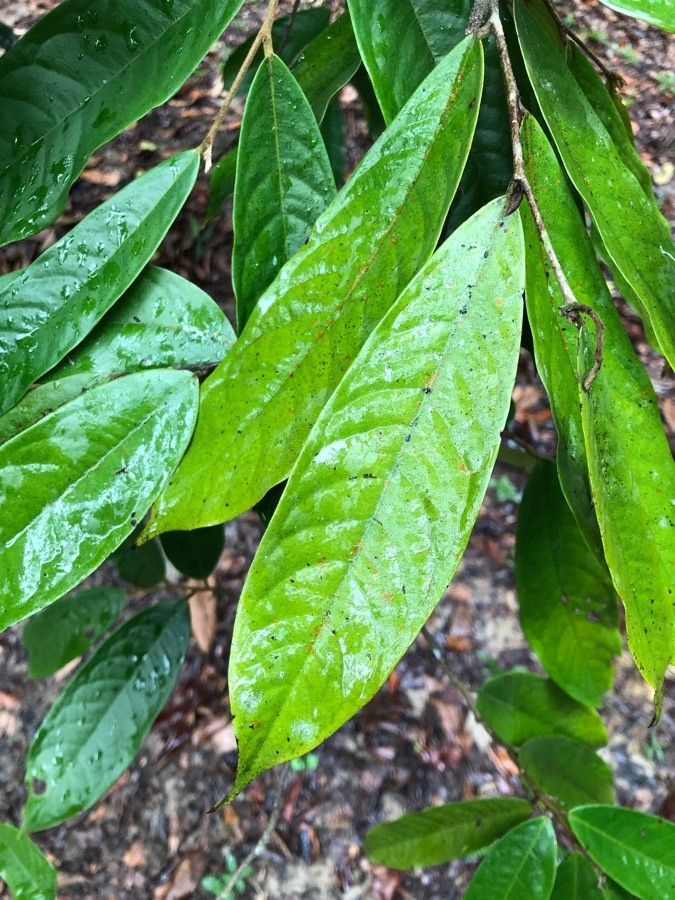 Polyalthia cinnamomea — related species from the same genus