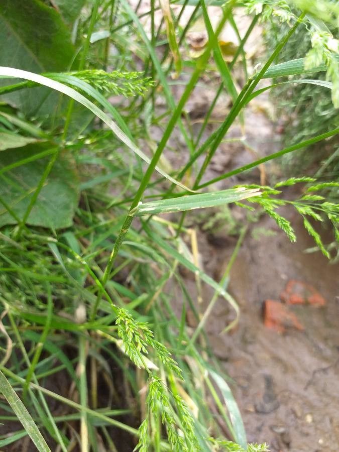 Poa trivialis