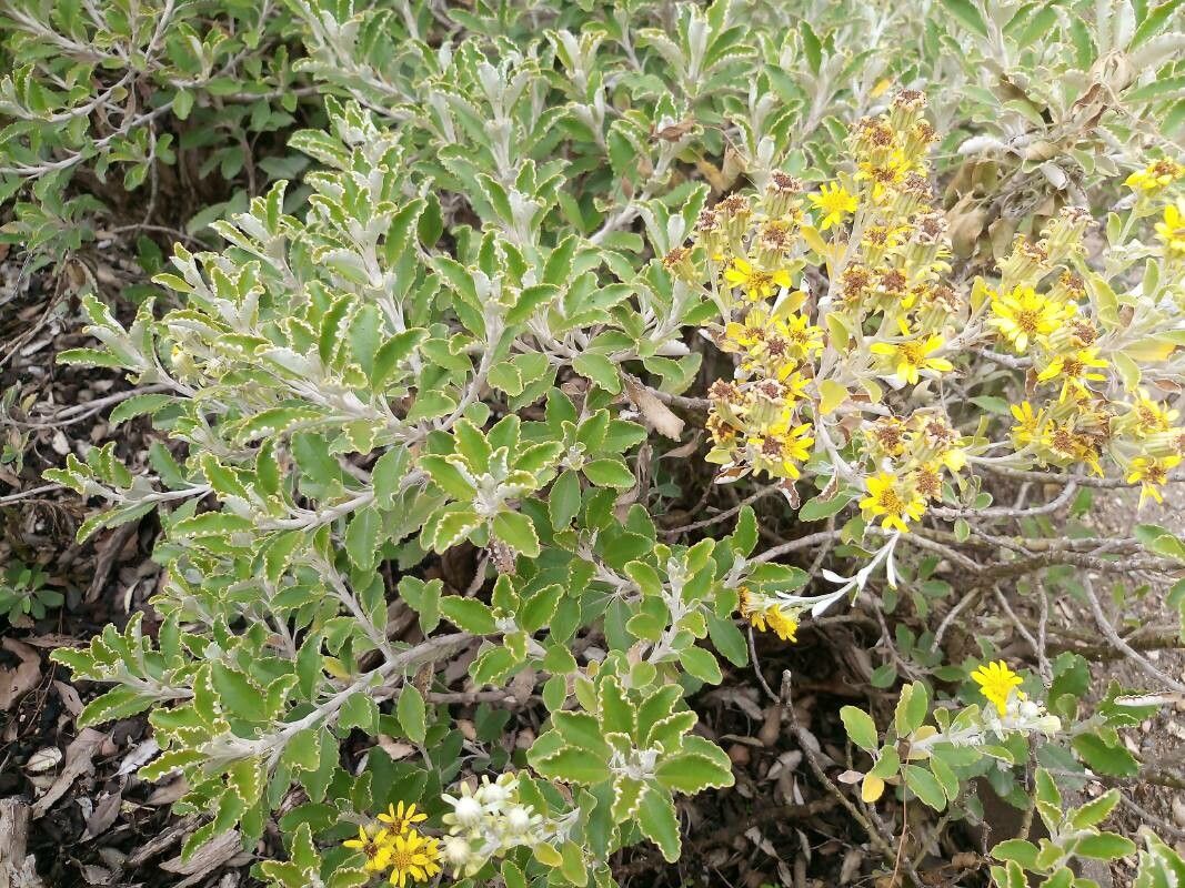 Brachyglottis monroi habit