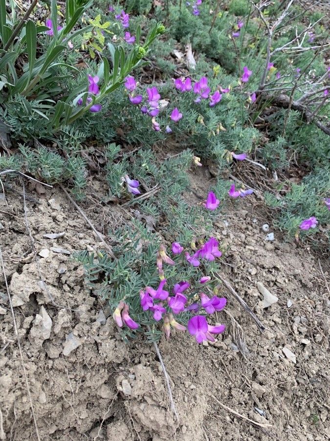 Lathyrus brachycalyx flower