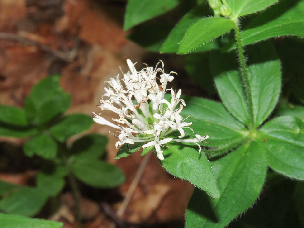 Asperula taurina flower