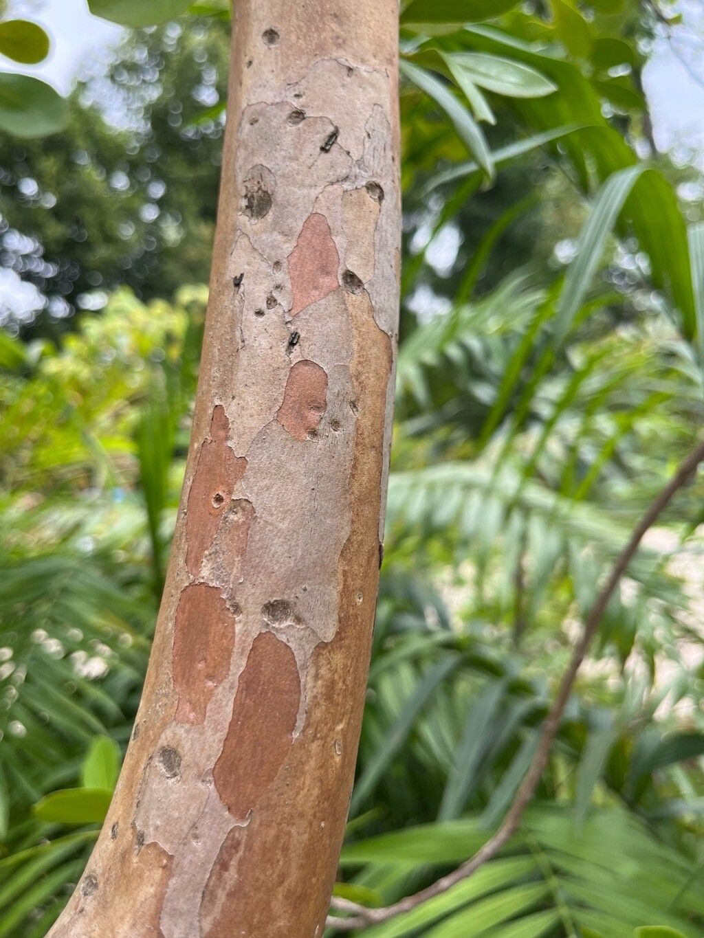 Psidium densicomum flower