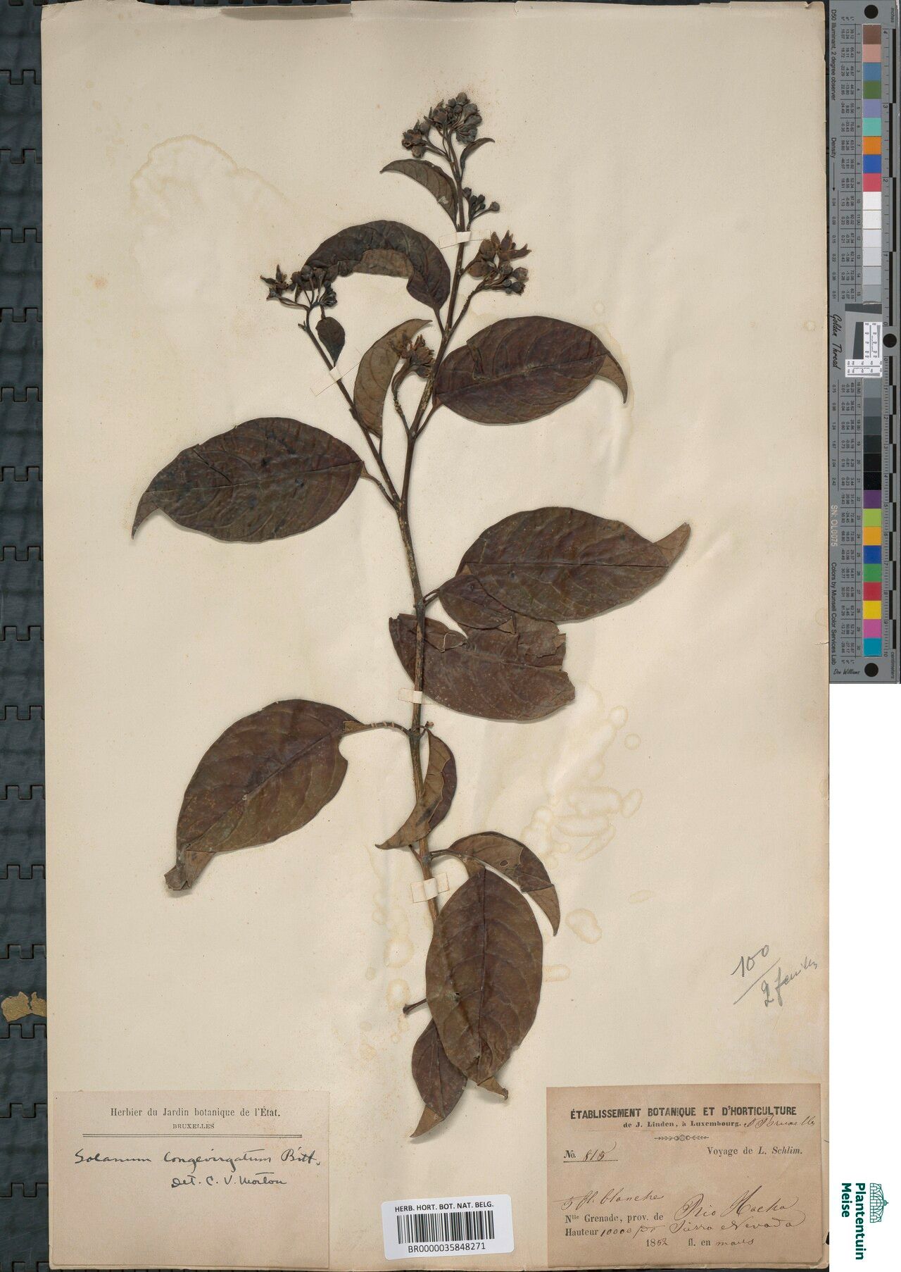 Solanum longevirgatum — houseplant care guide