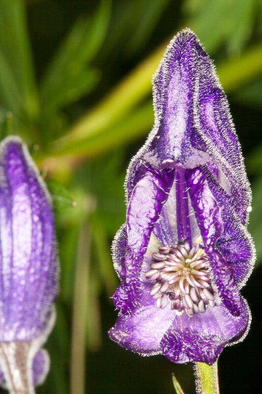 Aconitum burnatii flower