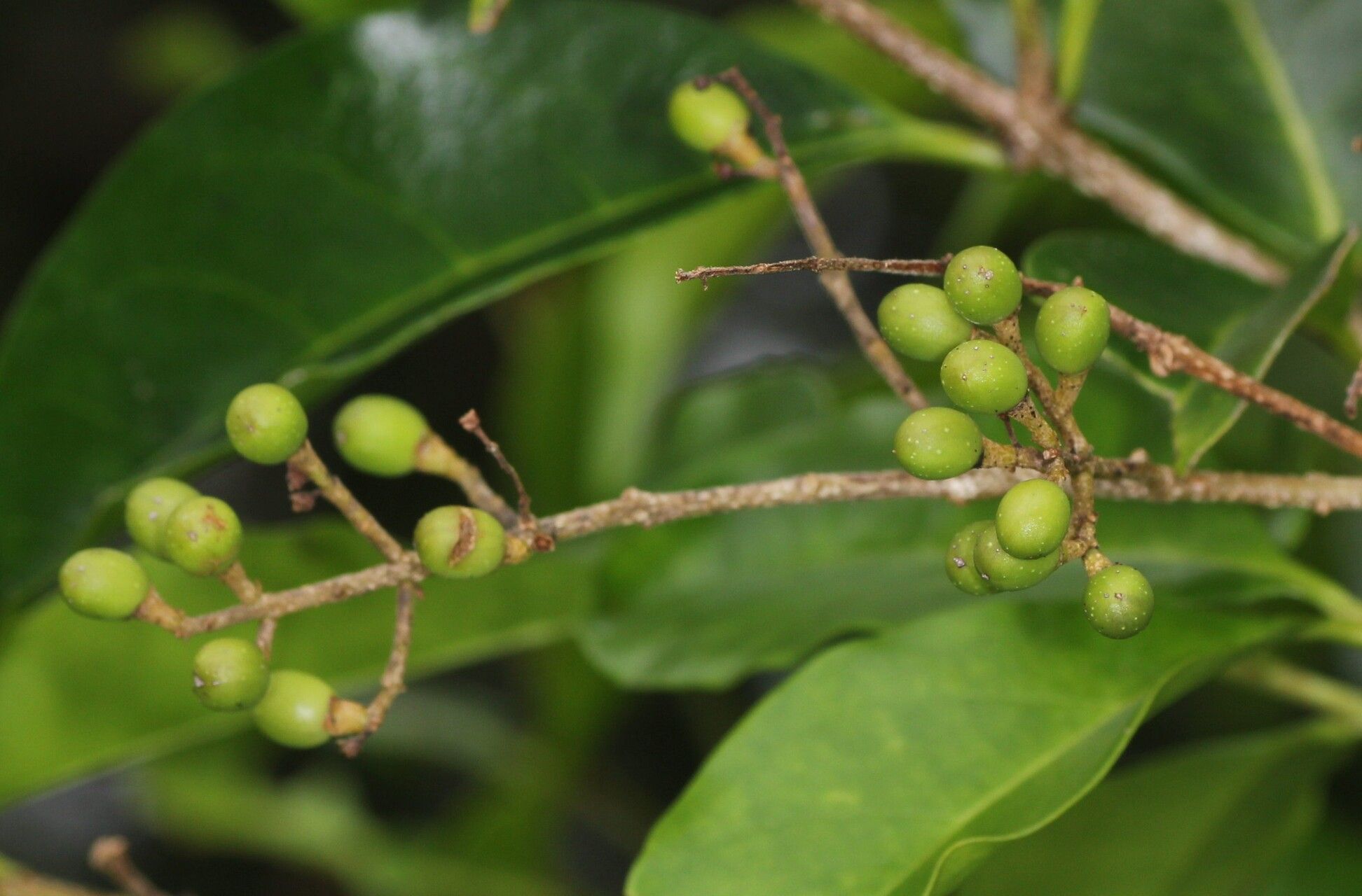 Ligustrum glomeratum fruit
