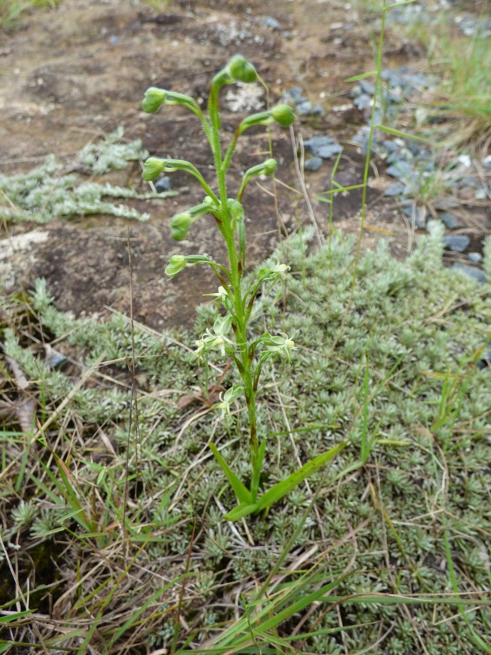 Habenaria galpinii habit
