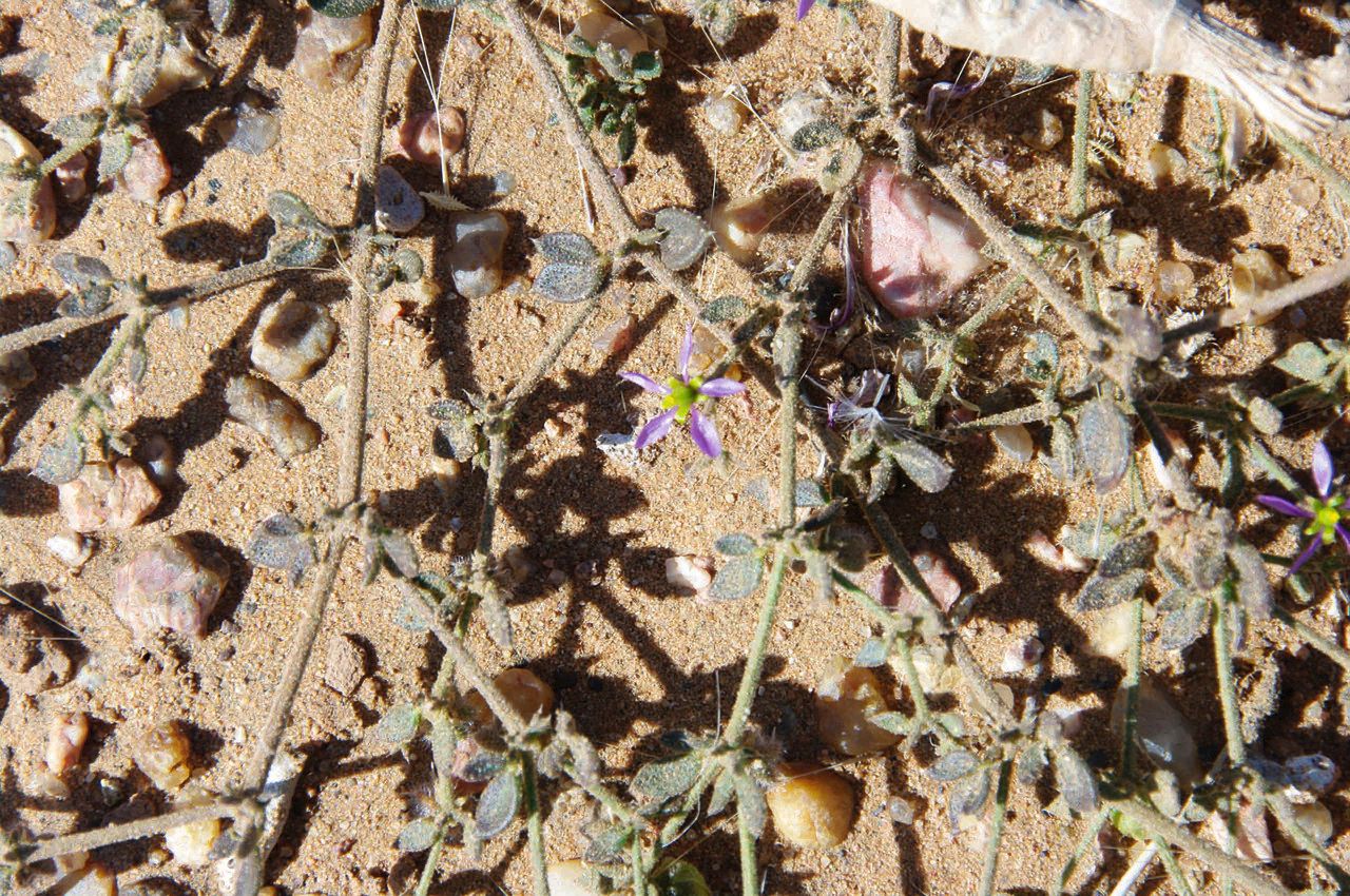 Fagonia glutinosa leaf