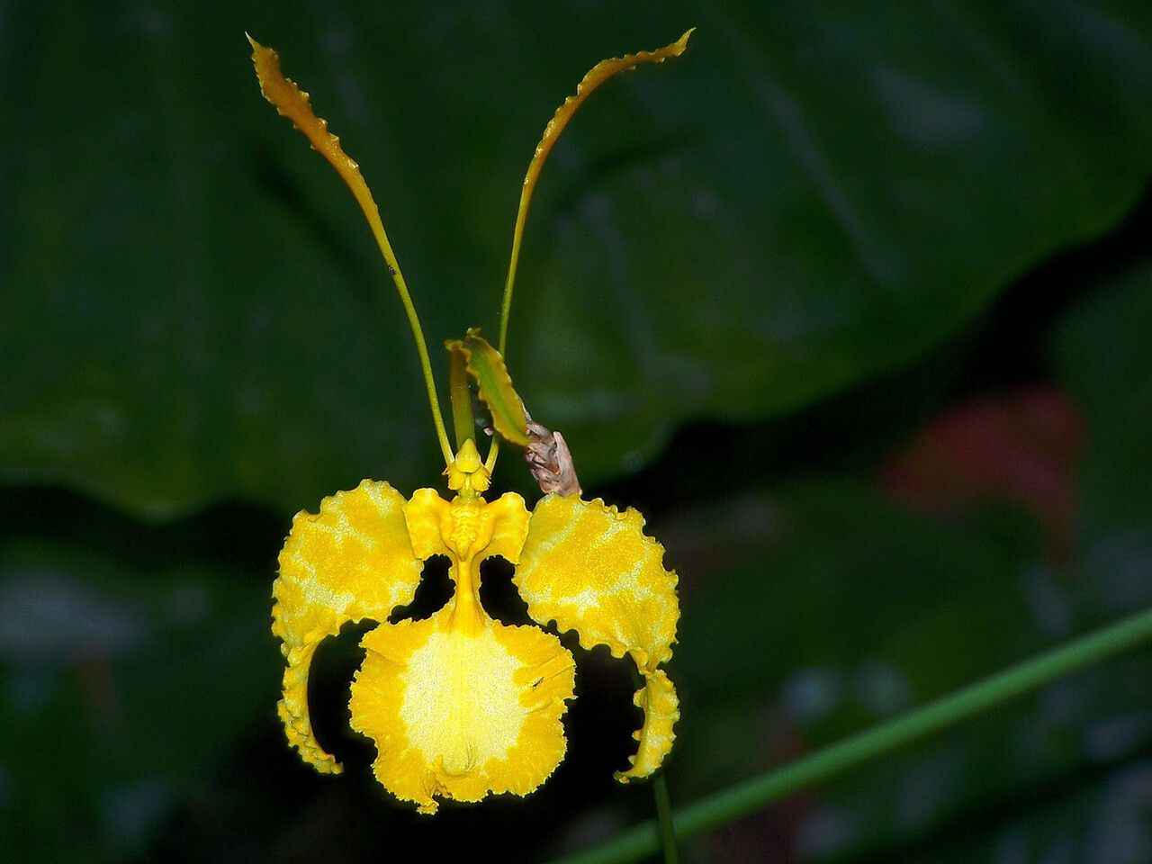 Psychopsis papilio — houseplant care guide