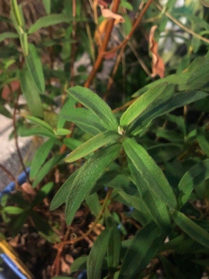 Cistus × purpureus — search result for 'Orchid'