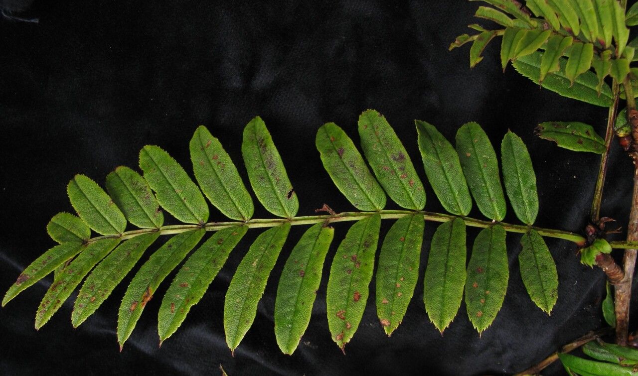 Sorbus arachnoidea habit