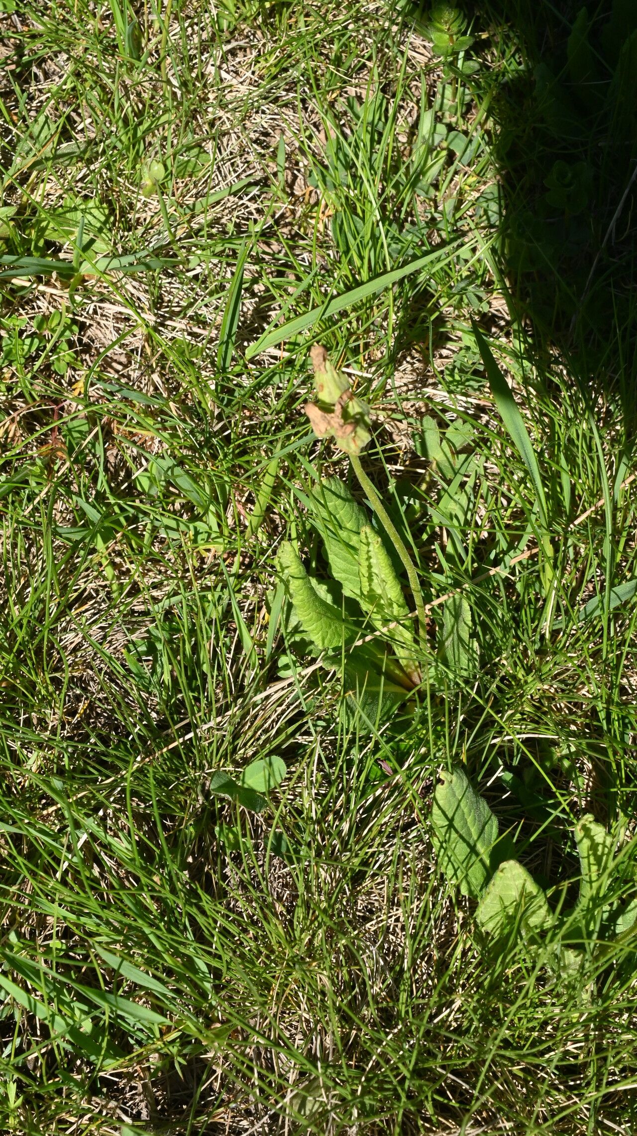 Primula intricata other