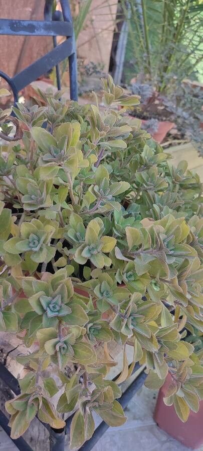 Plectranthus hadiensis leaf