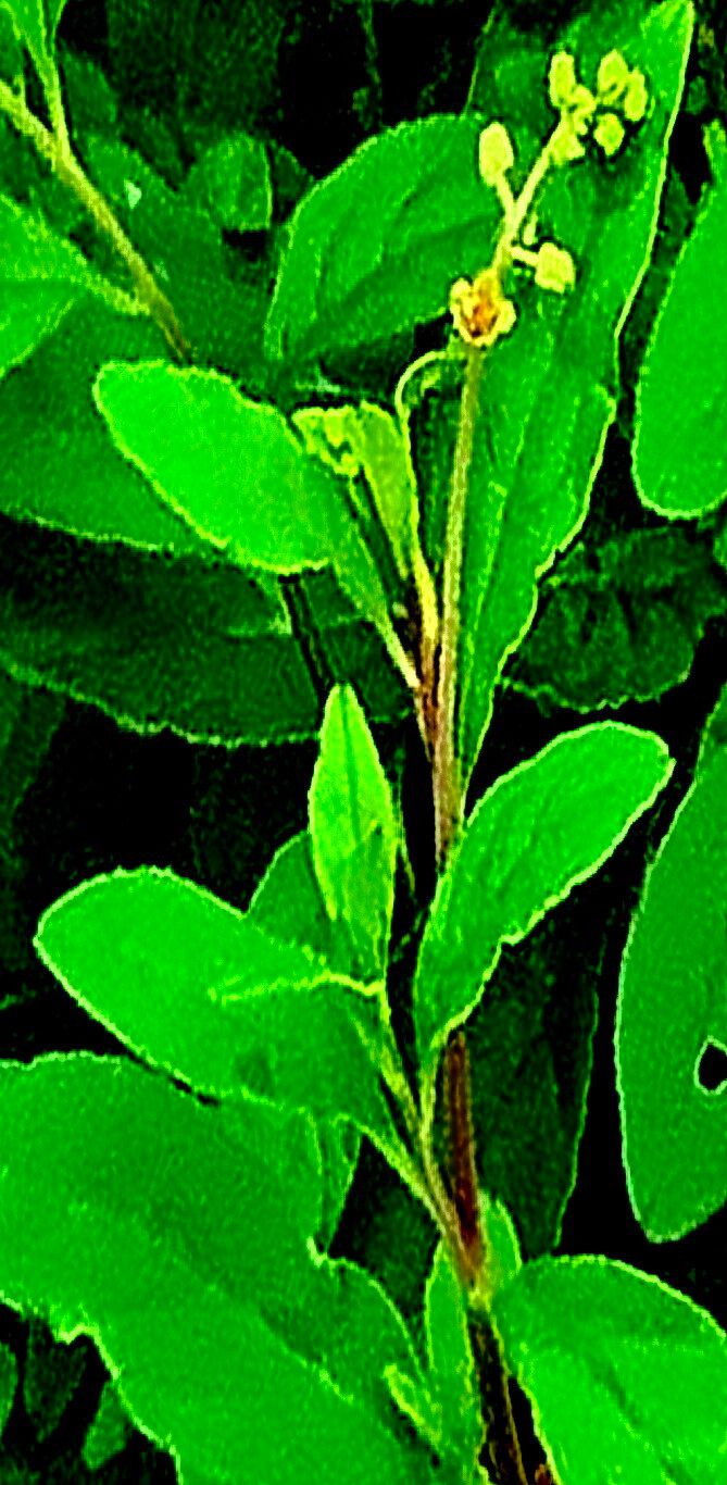 Phytolacca heptandra — houseplant care guide