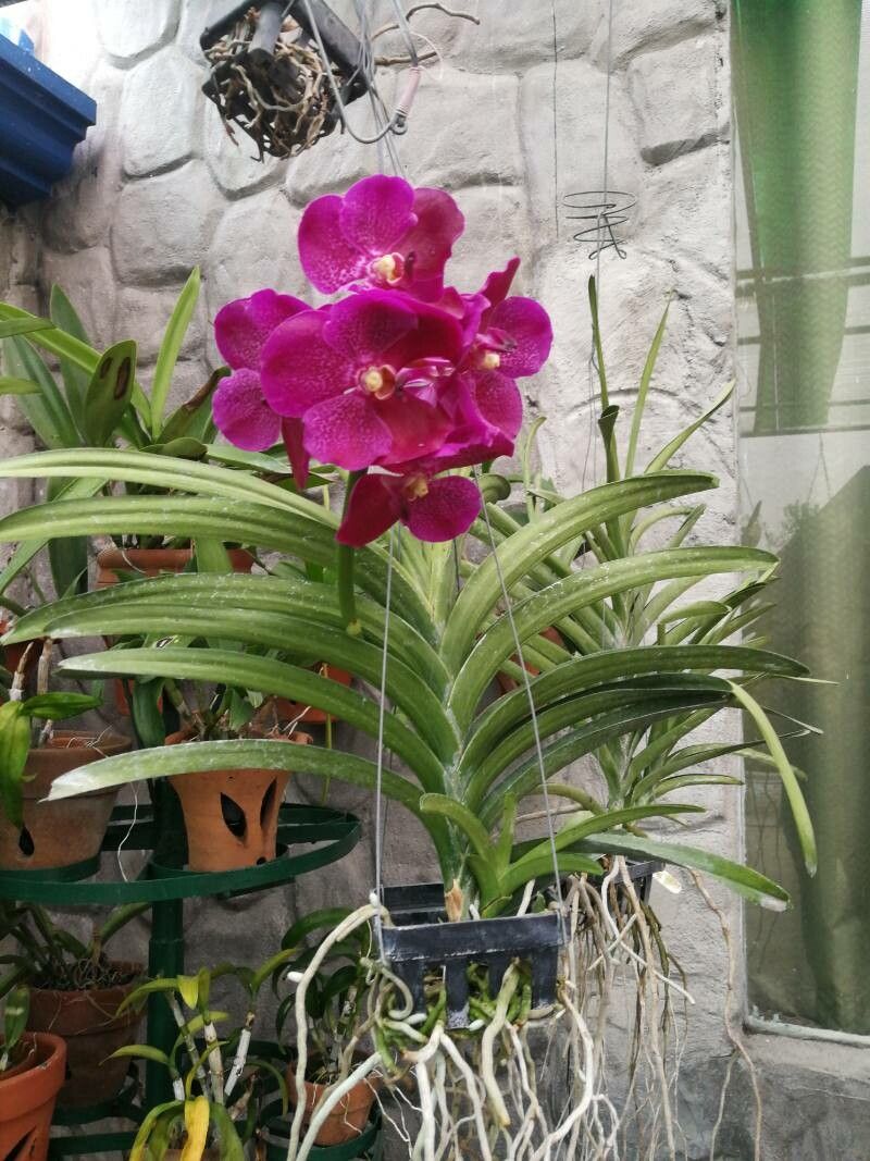 Euanthe sanderiana flower