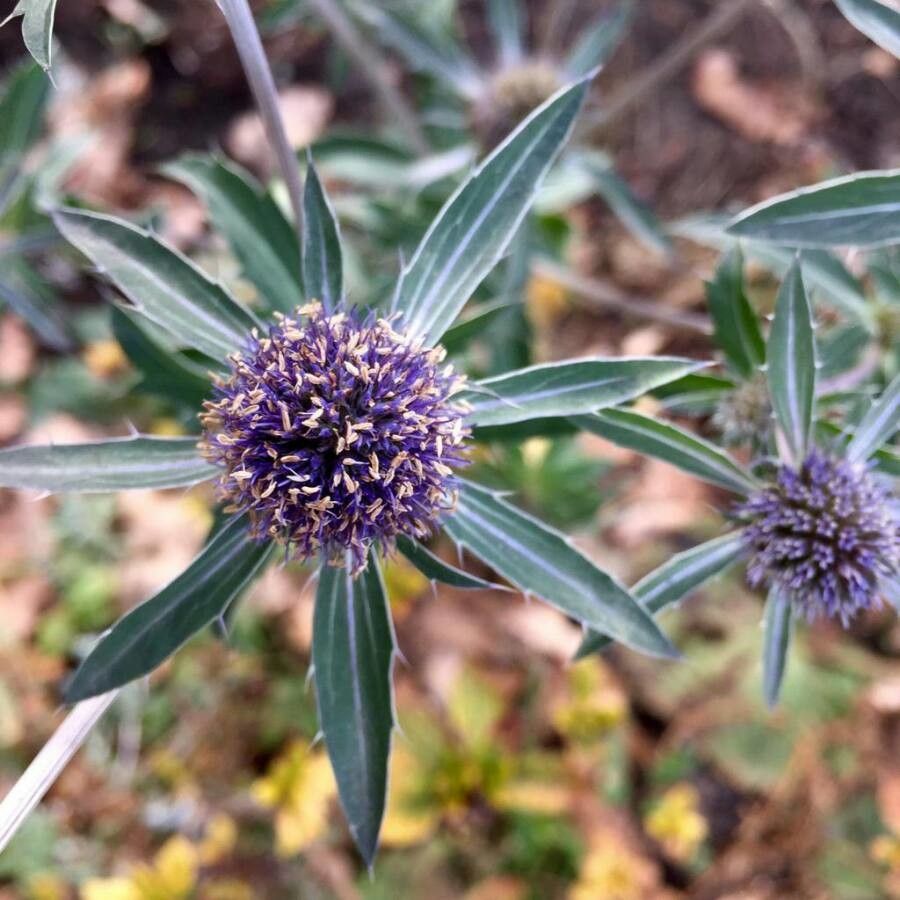 Eryngium campestre flower