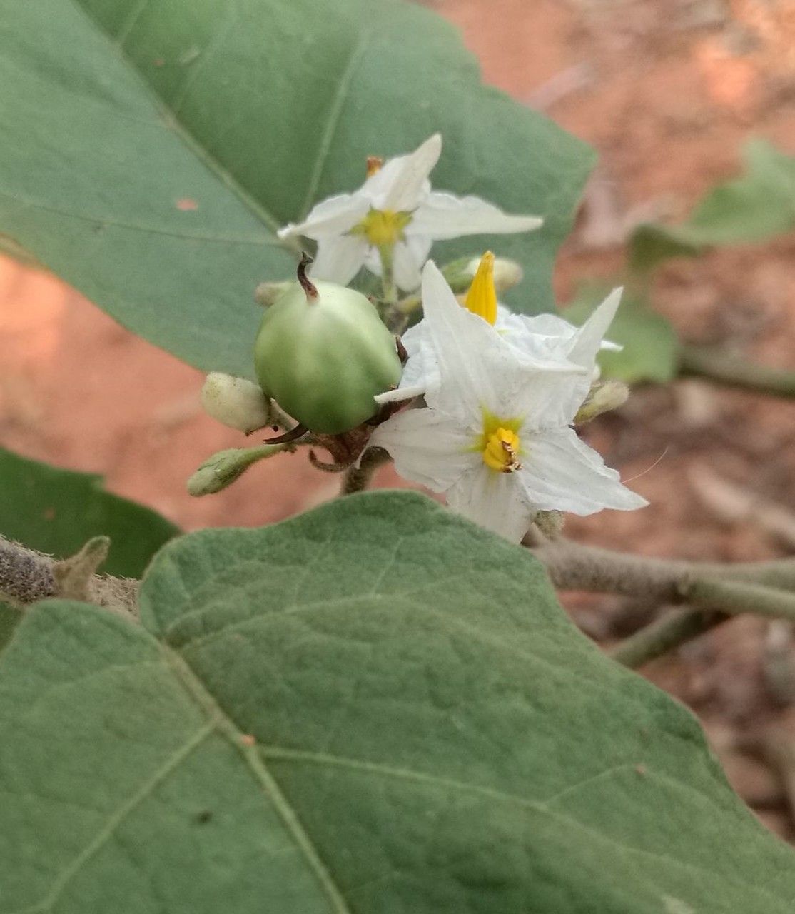 Solanum torvum fruit