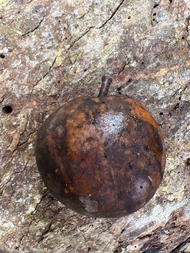 Detarium macrocarpum fruit