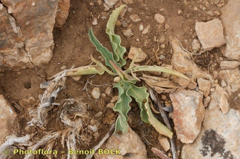 Ranunculus calandrinioides other