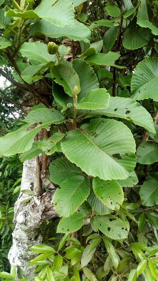 Dillenia ovata — houseplant care guide