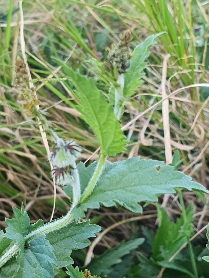 Tragia subsessilis fruit