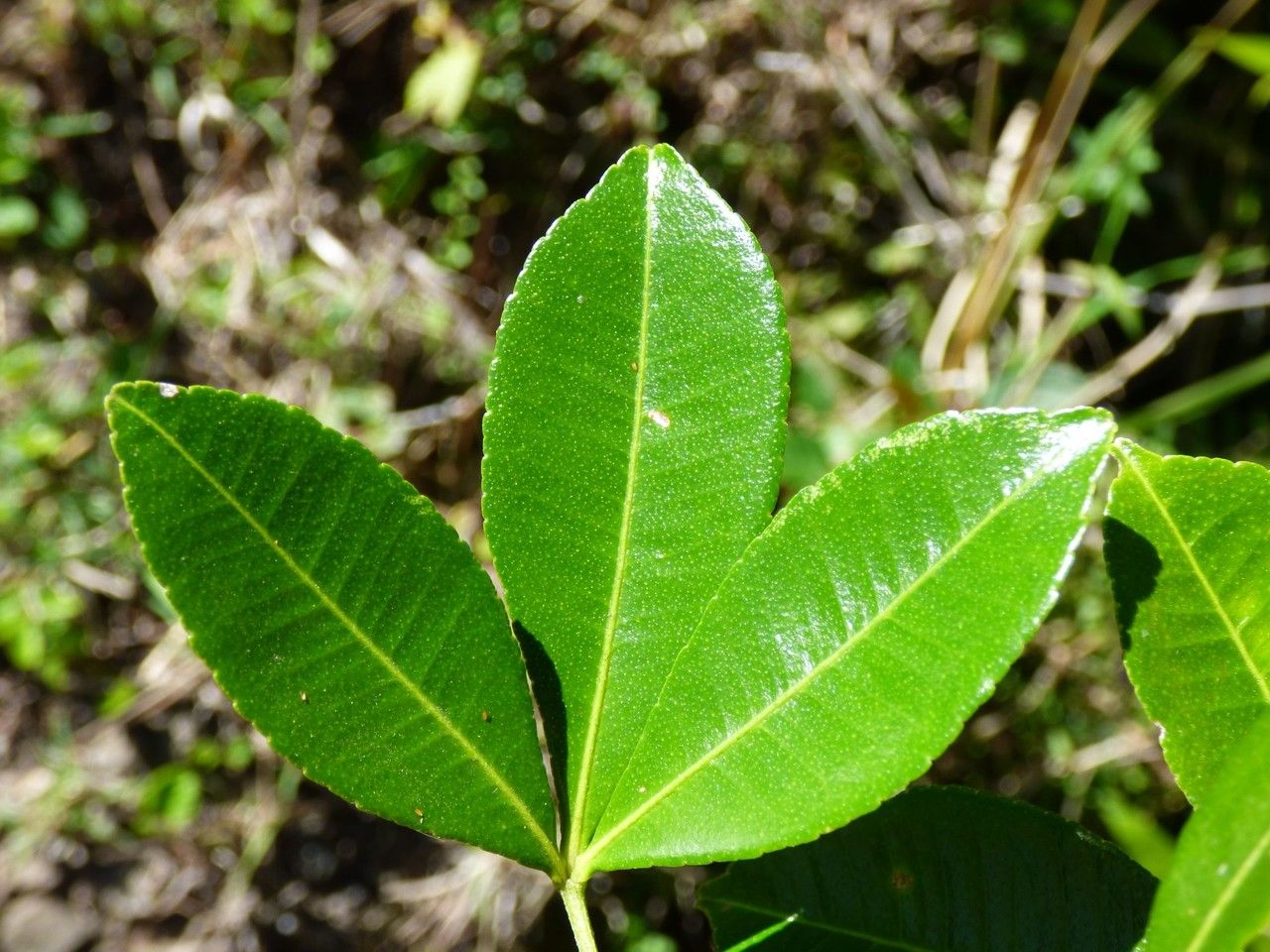 Toddalia asiatica leaf