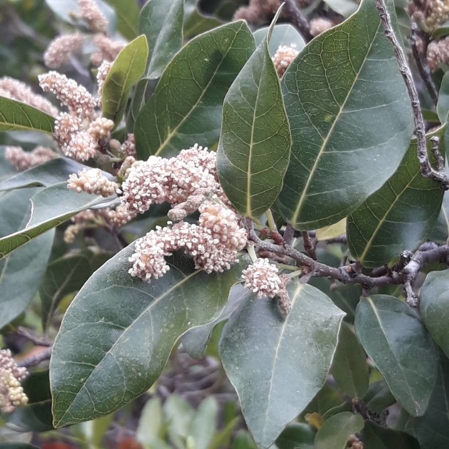 Trophis scandens — houseplant care guide