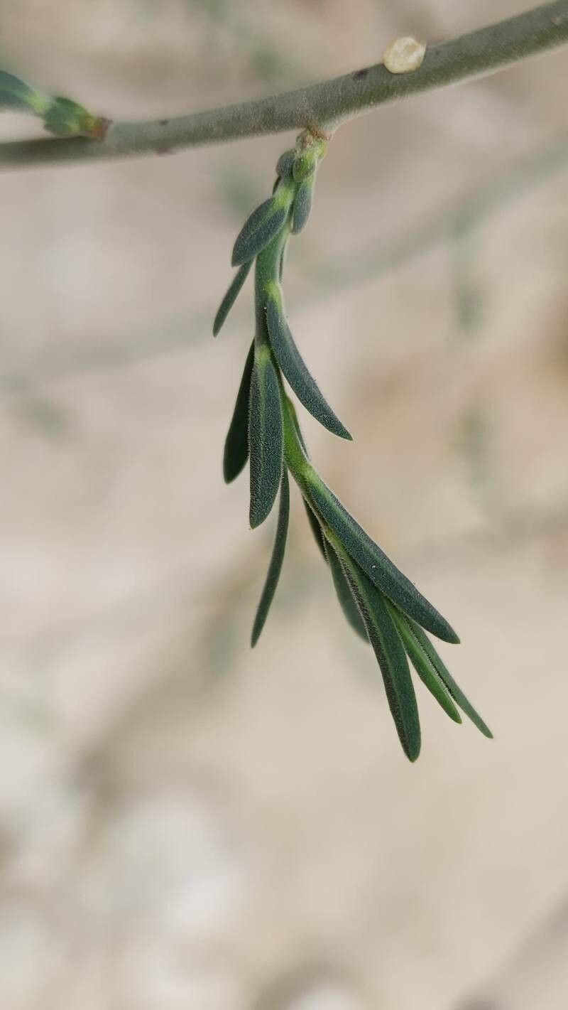Euphorbia osyridea leaf