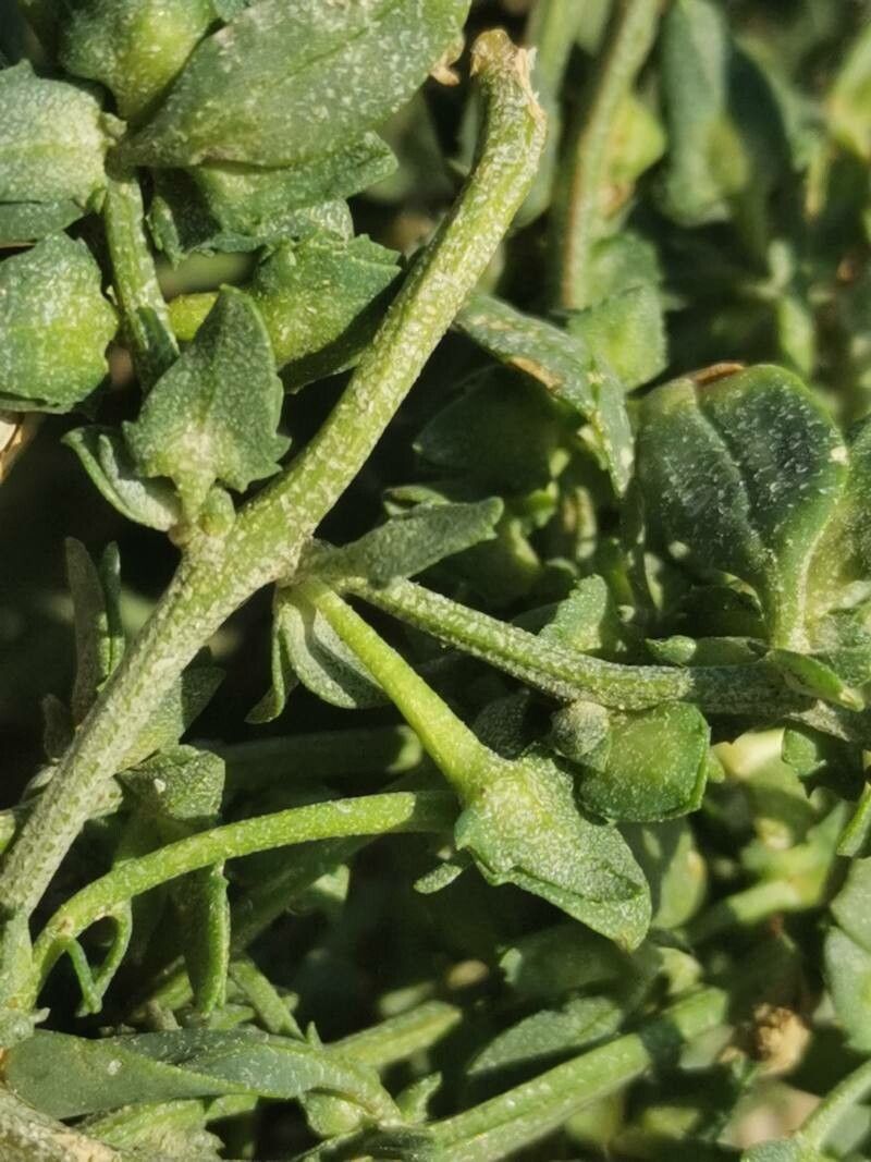 Atriplex longipes fruit
