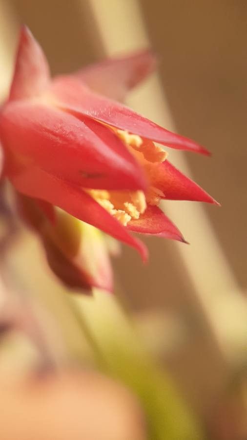Echeveria pallida flower