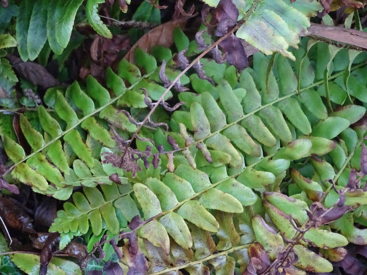 Polystichum acrostichoides leaf