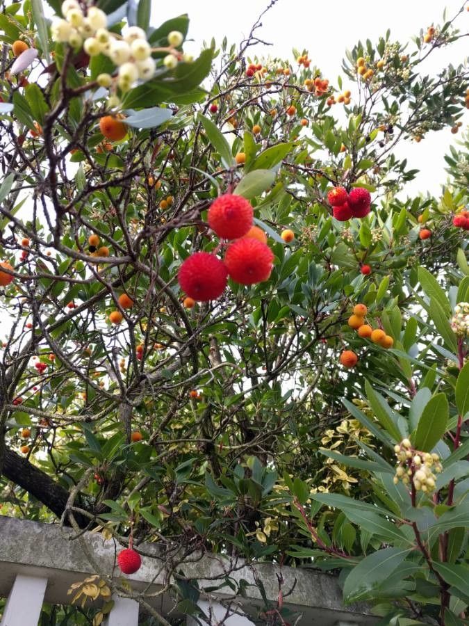 Arctostaphylos alpinus fruit