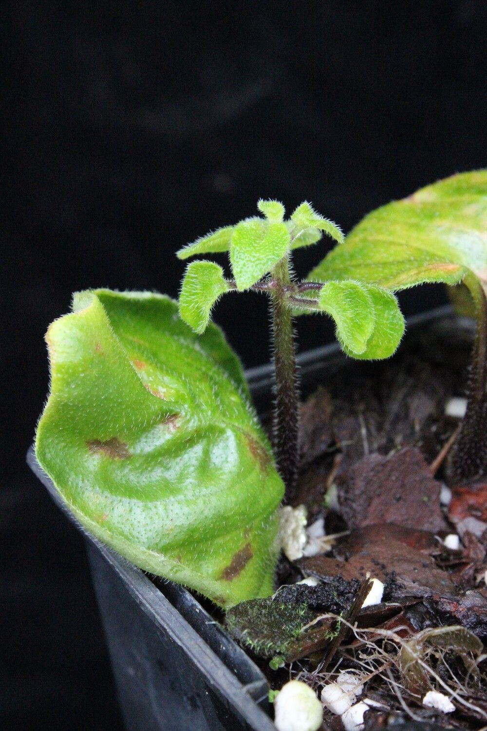 Streptocarpus levis — search result for 'Streptocarpus'